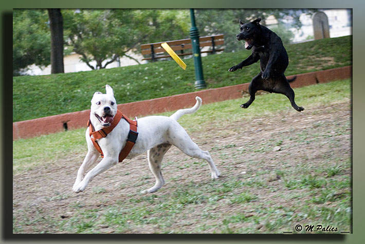 Publication : Heartical Staffords