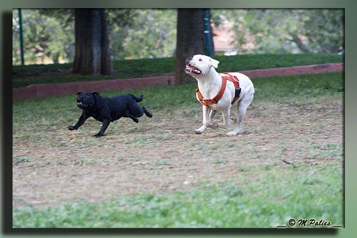 Publication : Heartical Staffords