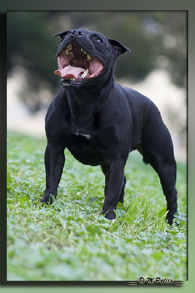 Publication : Heartical Staffords