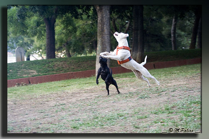 Publication : Heartical Staffords