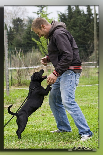 Publication : Heartical Staffords