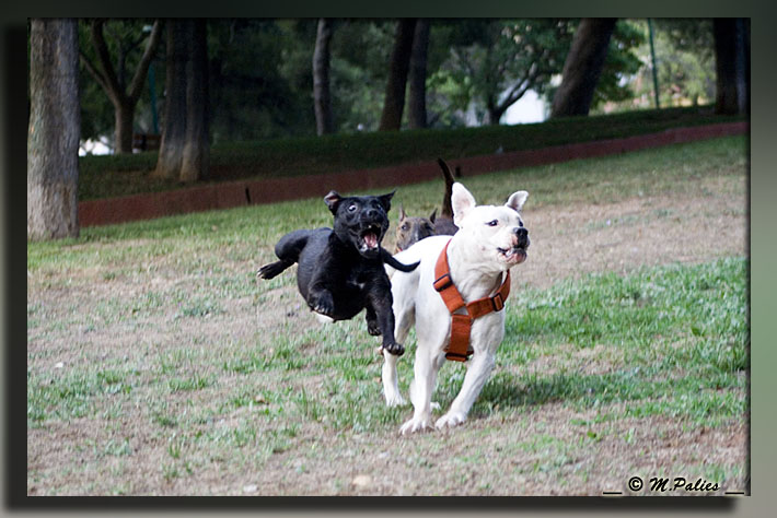 Publication : Heartical Staffords