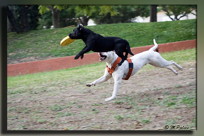 Publication : Heartical Staffords