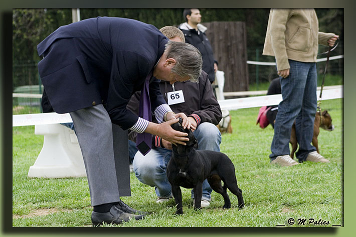 Publication : Heartical Staffords