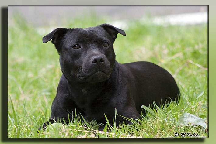 Publication : Heartical Staffords