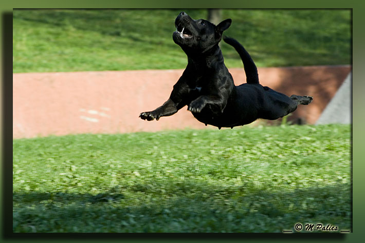 Publication : Heartical Staffords