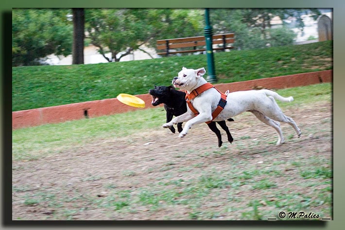 Publication : Heartical Staffords