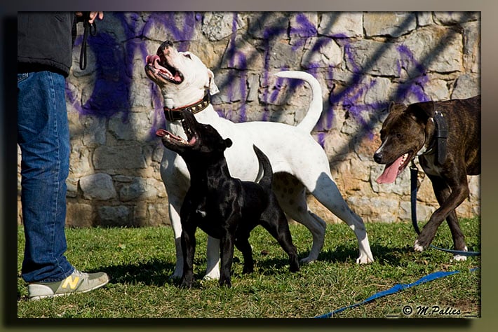 Publication : Heartical Staffords