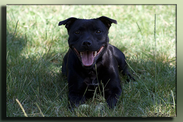 Publication : Heartical Staffords