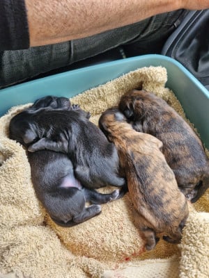 Les chiots de Berger des Pyrenees à poil long