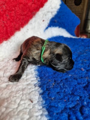 Les chiots de Berger des Pyrenees à poil long