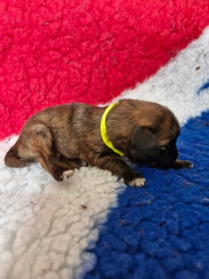 Les chiots de Berger des Pyrenees à poil long