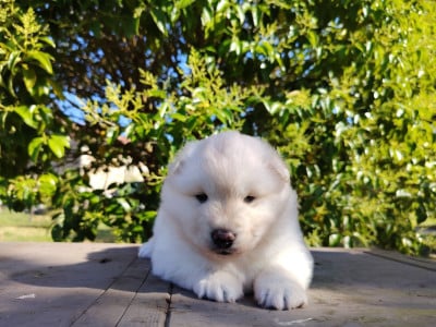Les chiots de Chien finnois de Laponie