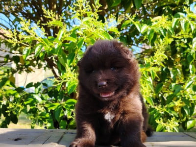 Les chiots de Chien finnois de Laponie