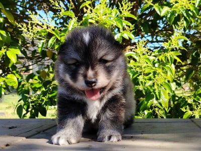 Les chiots de Chien finnois de Laponie