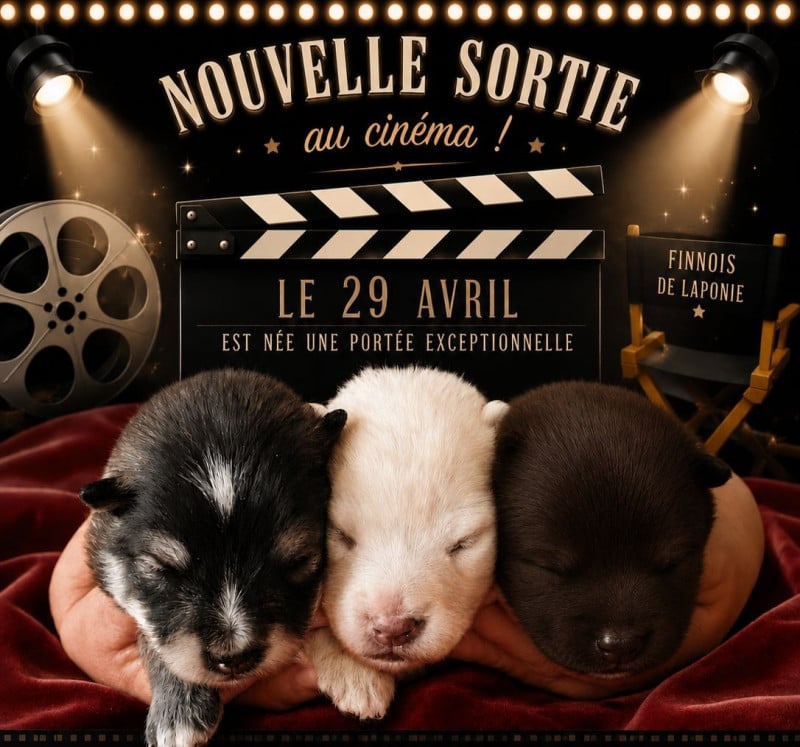 Chien finnois de Laponie - Of Artic West Wind
