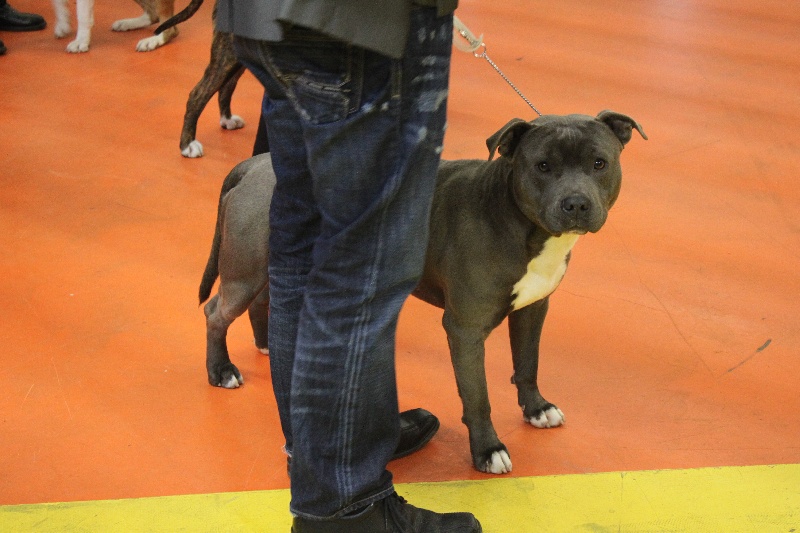 Publication : Des Gardiens De Malléa Auteur : Dominique RIBEIRO