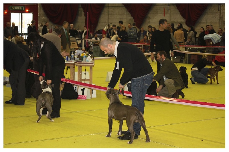 Publication : Des Gardiens De Malléa Auteur : Dominique RIBEIRO