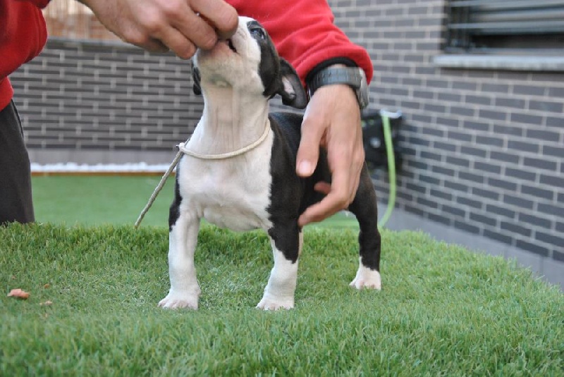 Publication : Des Gardiens De Malléa Auteur : Élevage des Gardiens de Malléa