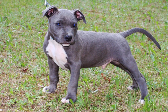 Publication : Des Gardiens De Malléa Auteur : Dominique RIBEIRO