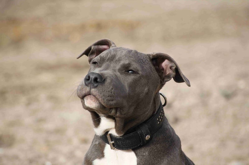 Publication : Des Gardiens De Malléa Auteur : Dominique RIBEIRO