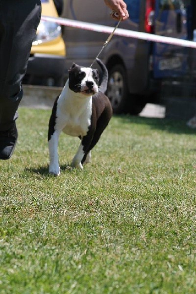 Publication : Des Gardiens De Malléa Auteur : Élevage des Gardiens de Malléa