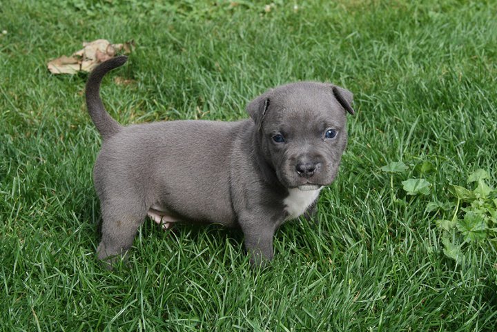 Publication : Des Gardiens De Malléa Auteur : Dominique RIBEIRO