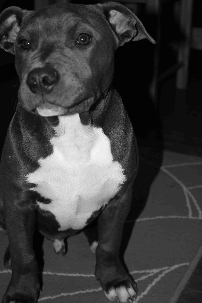 Publication : Des Gardiens De Malléa Auteur : Dominique RIBEIRO