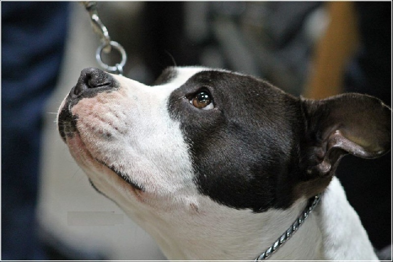 Publication : Des Gardiens De Malléa Auteur : Élevage des Gardiens de Malléa