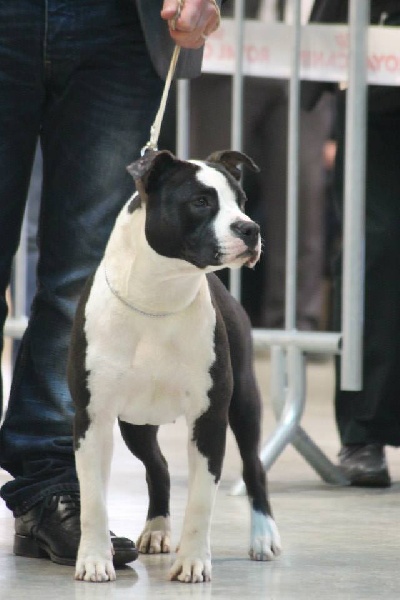 Publication : Des Gardiens De Malléa Auteur : Élevage des Gardiens de Malléa