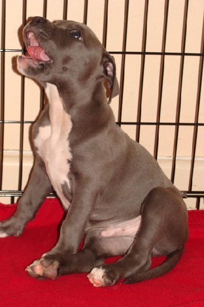 Publication : Des Gardiens De Malléa Auteur : Dominique RIBEIRO