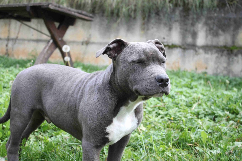 Publication : Des Gardiens De Malléa Auteur : Dominique RIBEIRO