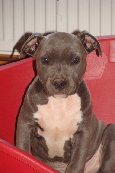 Publication : Des Gardiens De Malléa Auteur : Dominique RIBEIRO