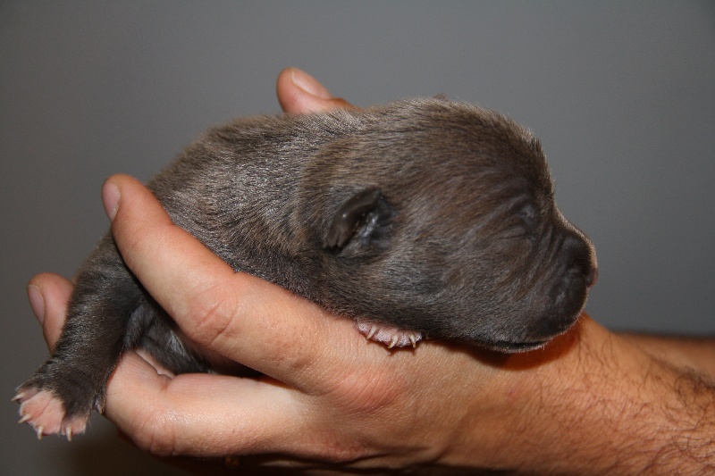 Publication : Des Gardiens De Malléa Auteur : Dominique RIBEIRO