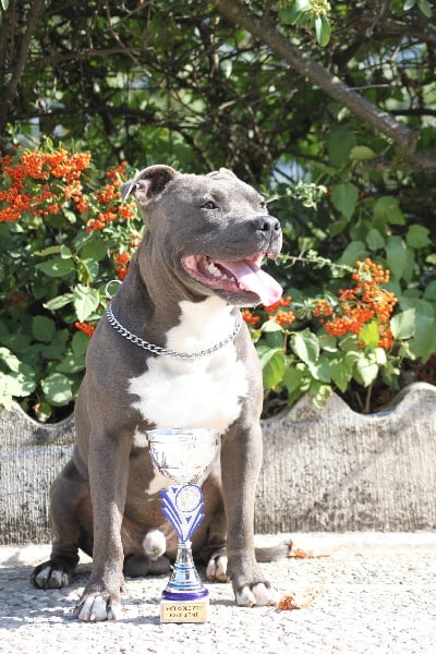 Publication : Des Gardiens De Malléa Auteur : Dominique RIBEIRO