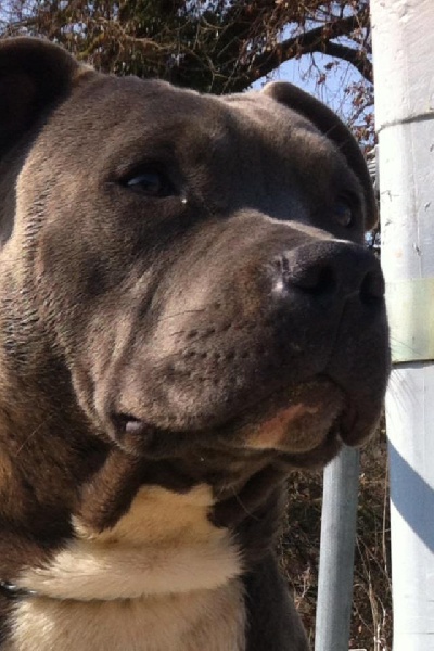 Publication : Des Gardiens De Malléa Auteur : Dominique RIBEIRO