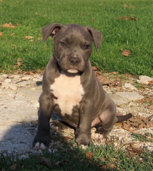 Publication : Des Gardiens De Malléa Auteur : Dominique RIBEIRO