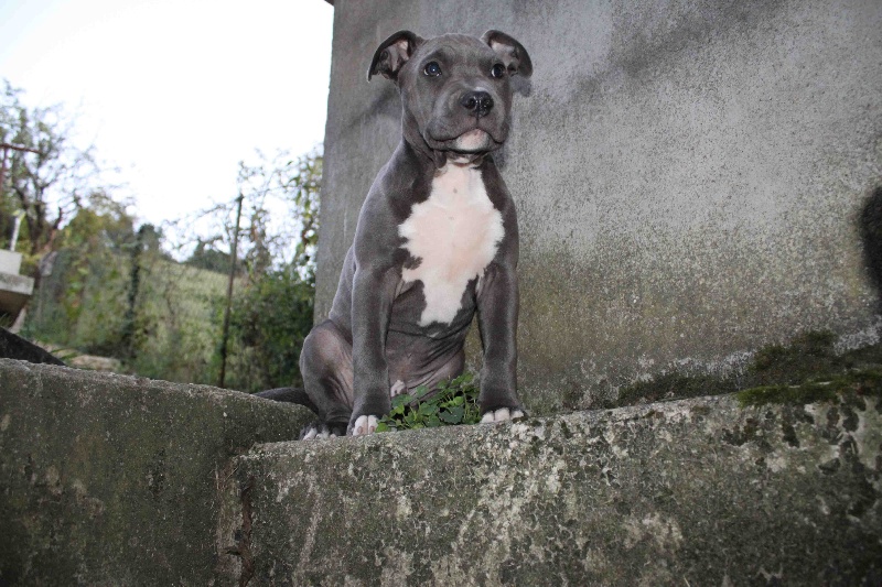 Publication : Des Gardiens De Malléa Auteur : Dominique RIBEIRO