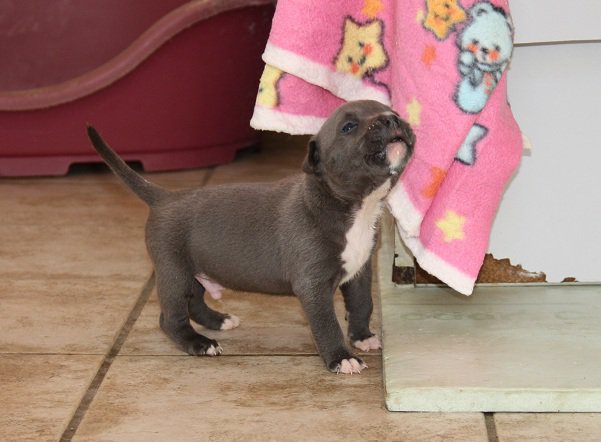 Publication : Des Gardiens De Malléa Auteur : Dominique RIBEIRO