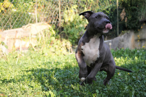Publication : Des Gardiens De Malléa Auteur : Dominique RIBEIRO