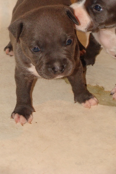 Publication : Des Gardiens De Malléa Auteur : Dominique RIBEIRO