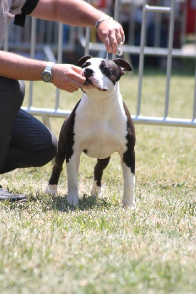 Publication : Des Gardiens De Malléa Auteur : Élevage des Gardiens de Malléa