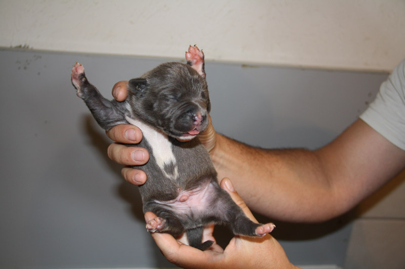 Publication : Des Gardiens De Malléa Auteur : Dominique RIBEIRO