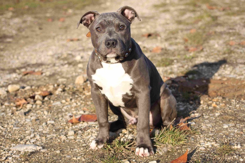 Publication : Des Gardiens De Malléa Auteur : Dominique RIBEIRO