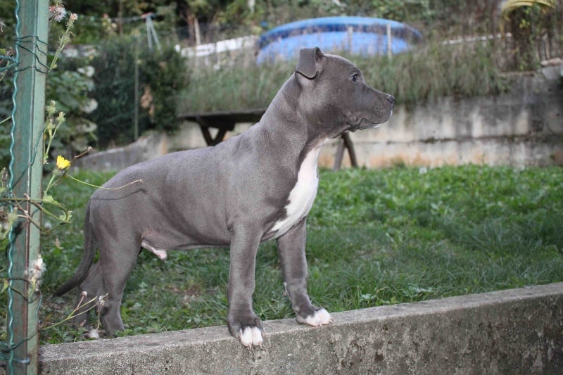 Publication : Des Gardiens De Malléa Auteur : Dominique RIBEIRO