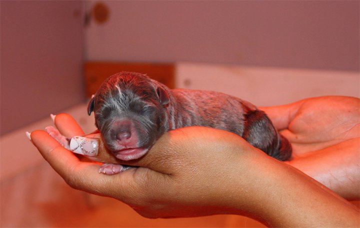 Publication : Des Gardiens De Malléa Auteur : Dominique RIBEIRO