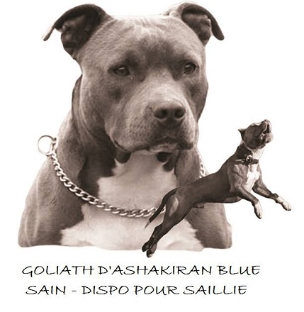 Publication : Des Gardiens De Malléa Auteur : Dominique RIBEIRO