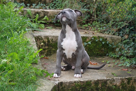 Publication : Des Gardiens De Malléa Auteur : Dominique RIBEIRO