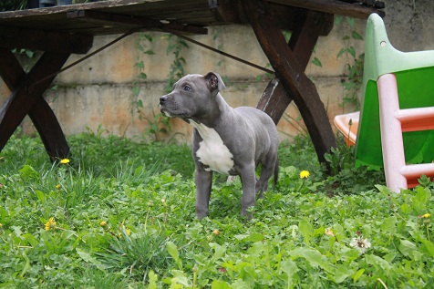 Publication : Des Gardiens De Malléa Auteur : Dominique RIBEIRO