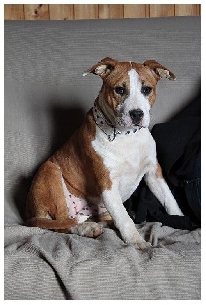 CH. (géna) give me hope of Walker red kennel